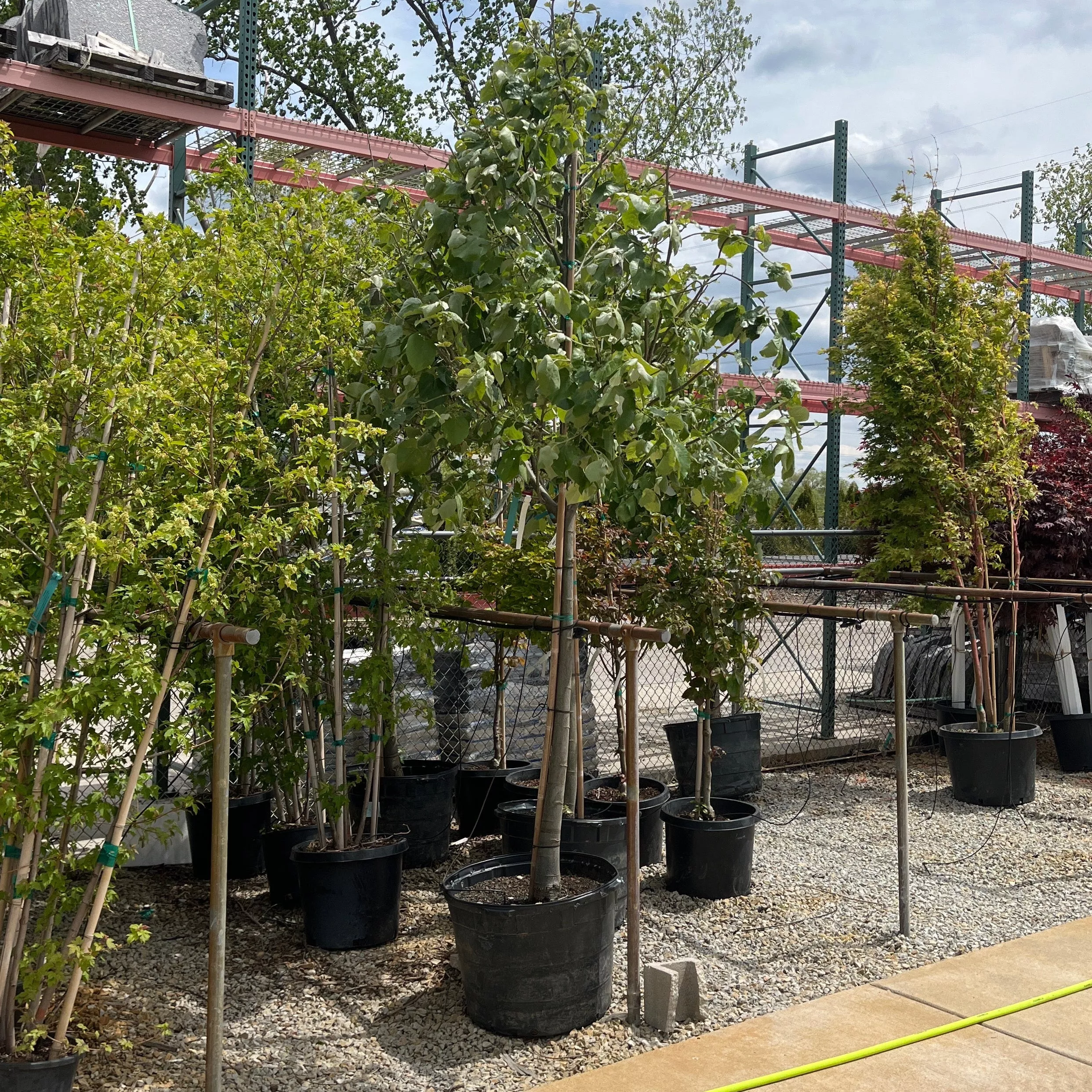 Sterling Silver Linden - Tilia tomentosa 'Sterling' - 25 Gallon Potted Shade Tree
