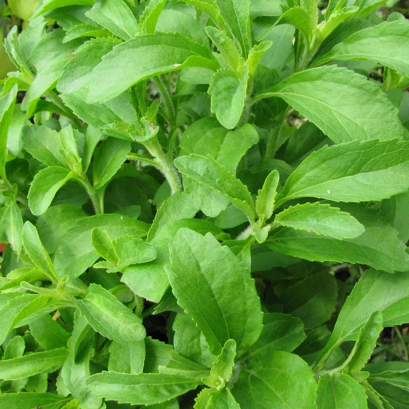 Stevia Plant Plug (Stevia rebaudiana) – Natural Sweetener Plant for Healthy Sugar Alternatives