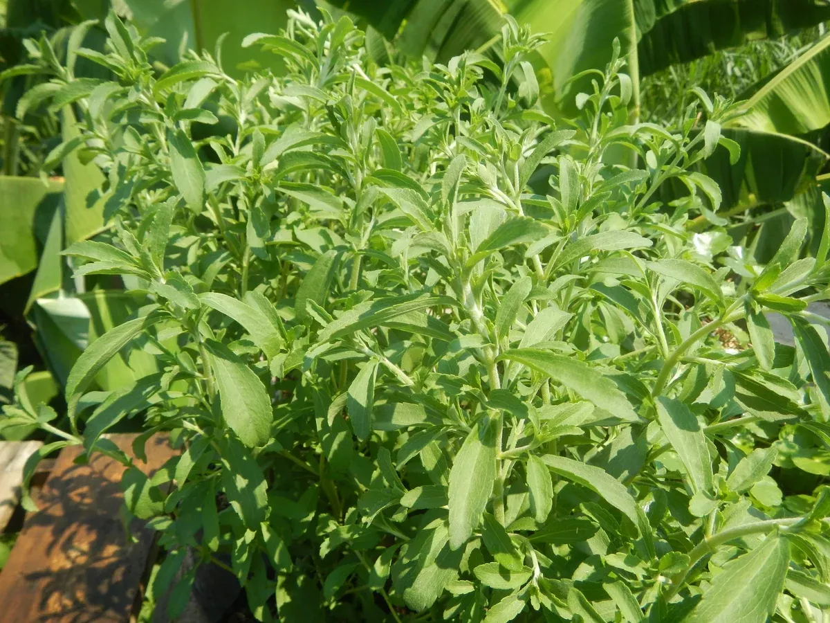 Stevia rebaudiana Seeds - Sweet Leaf