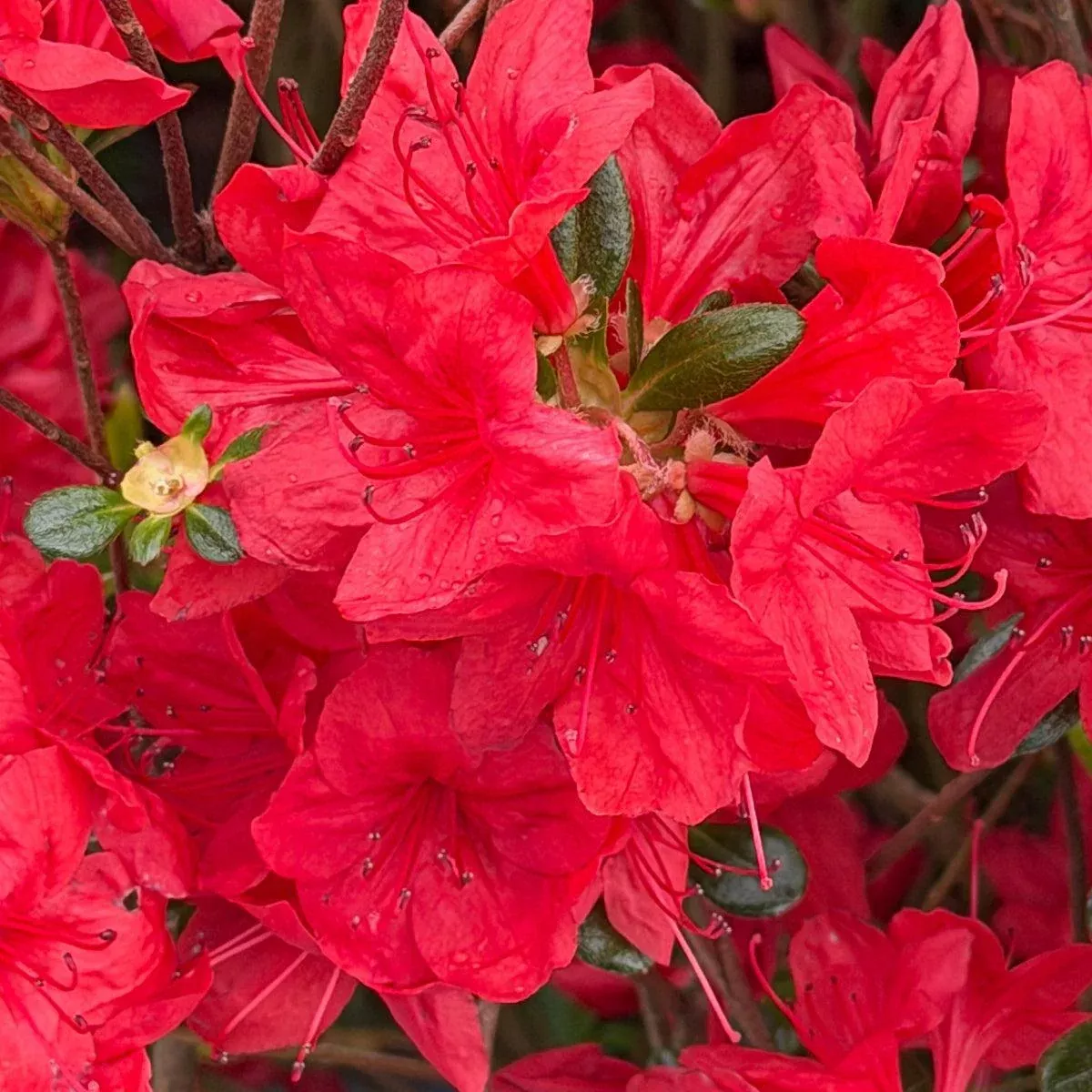 Stewartstonian Azalea