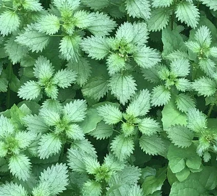 Stinging Nettle Seeds