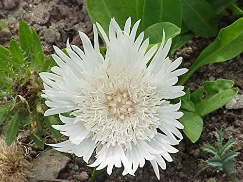 Stokes Aster White