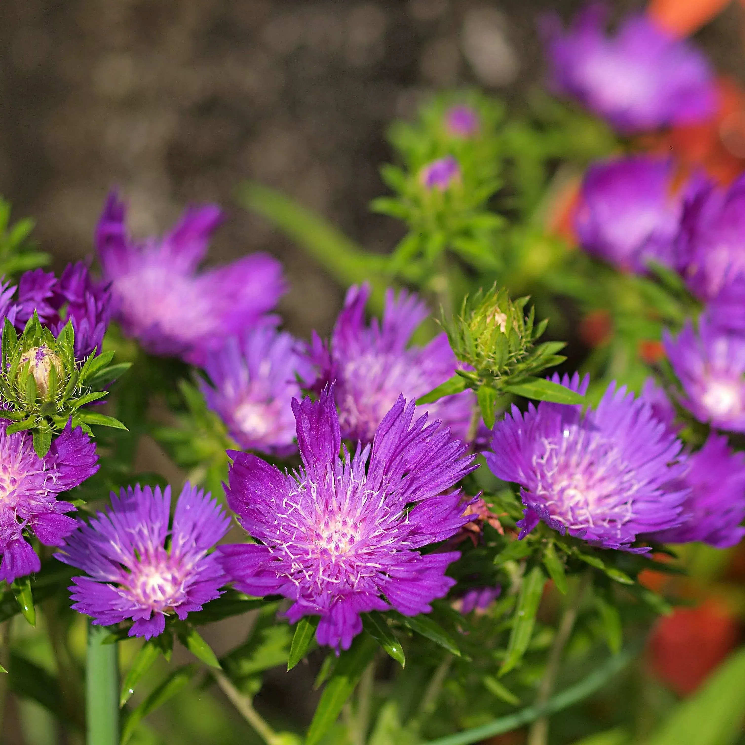 Stokesia laevis 'Honeysong Purple'- Honeysong Purple Stoke's Aster