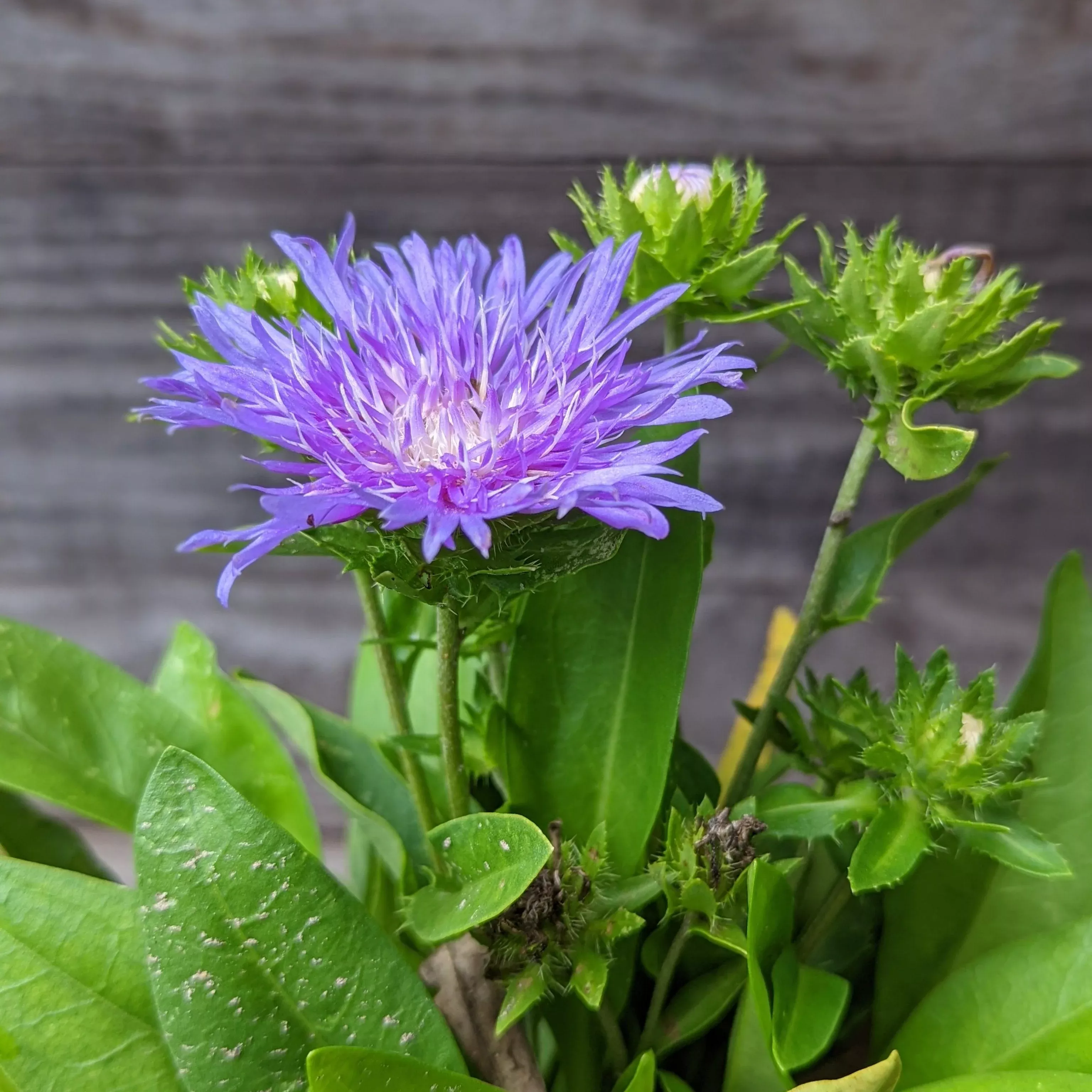 Stokesia laevis 'Peachie's Pick'- Peachie's Pick Stoke's Aster