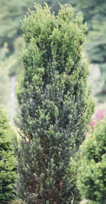 Stonehenge Yew
