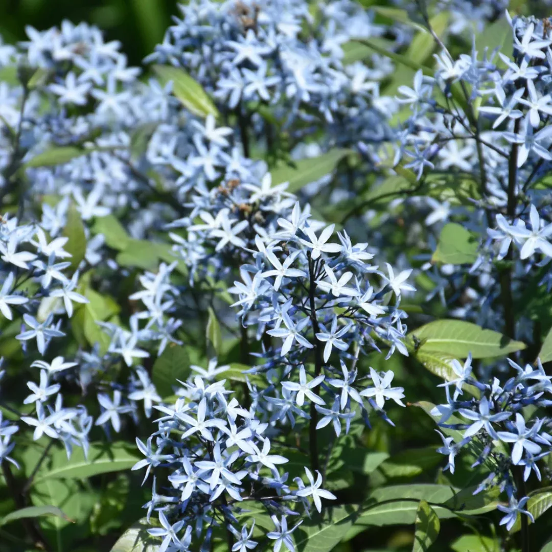 Storm Cloud Bluestar
