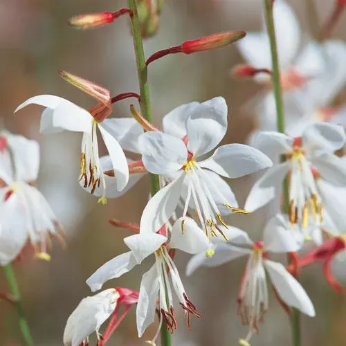 Stratosphere™ White Butterfly Flower