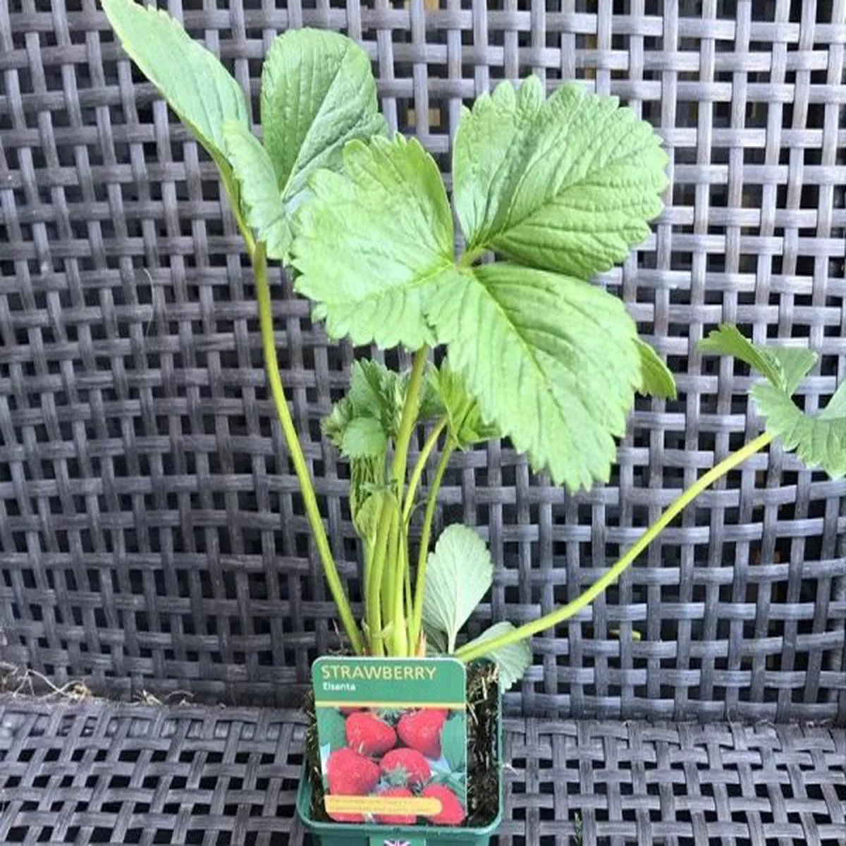 Strawberry ElsantaFragaria x ananassa