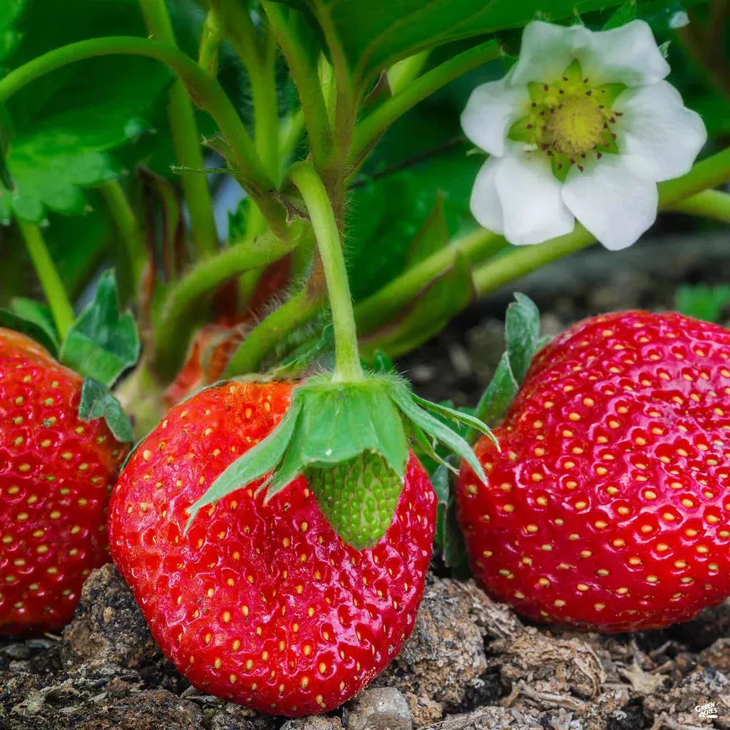 Strawberry Mix