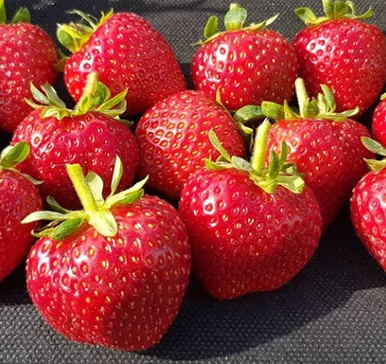Strawberry Plant