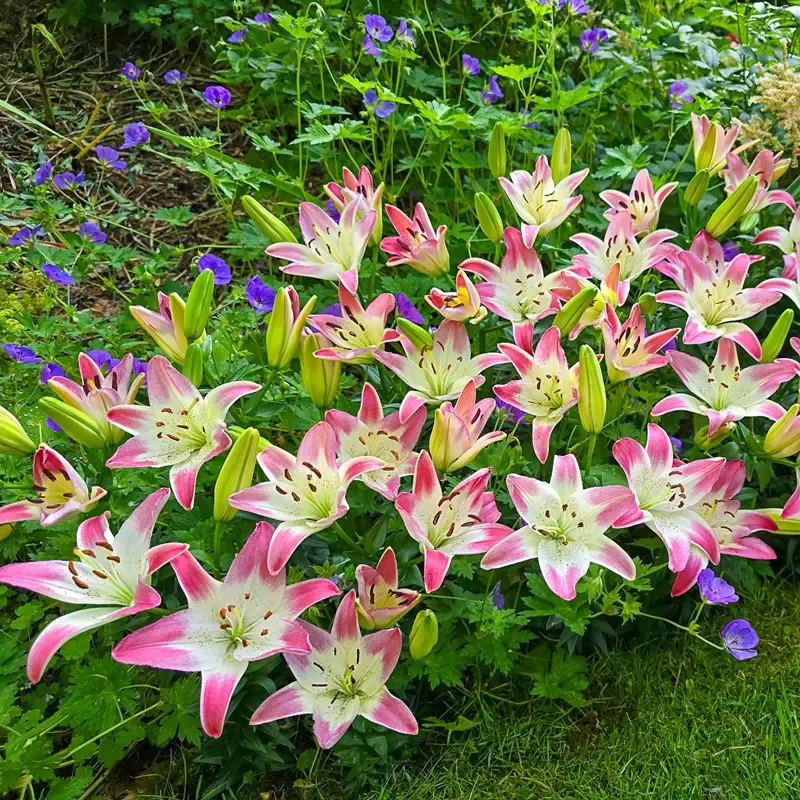 Strawberry Swirl Carpet Border Lily™