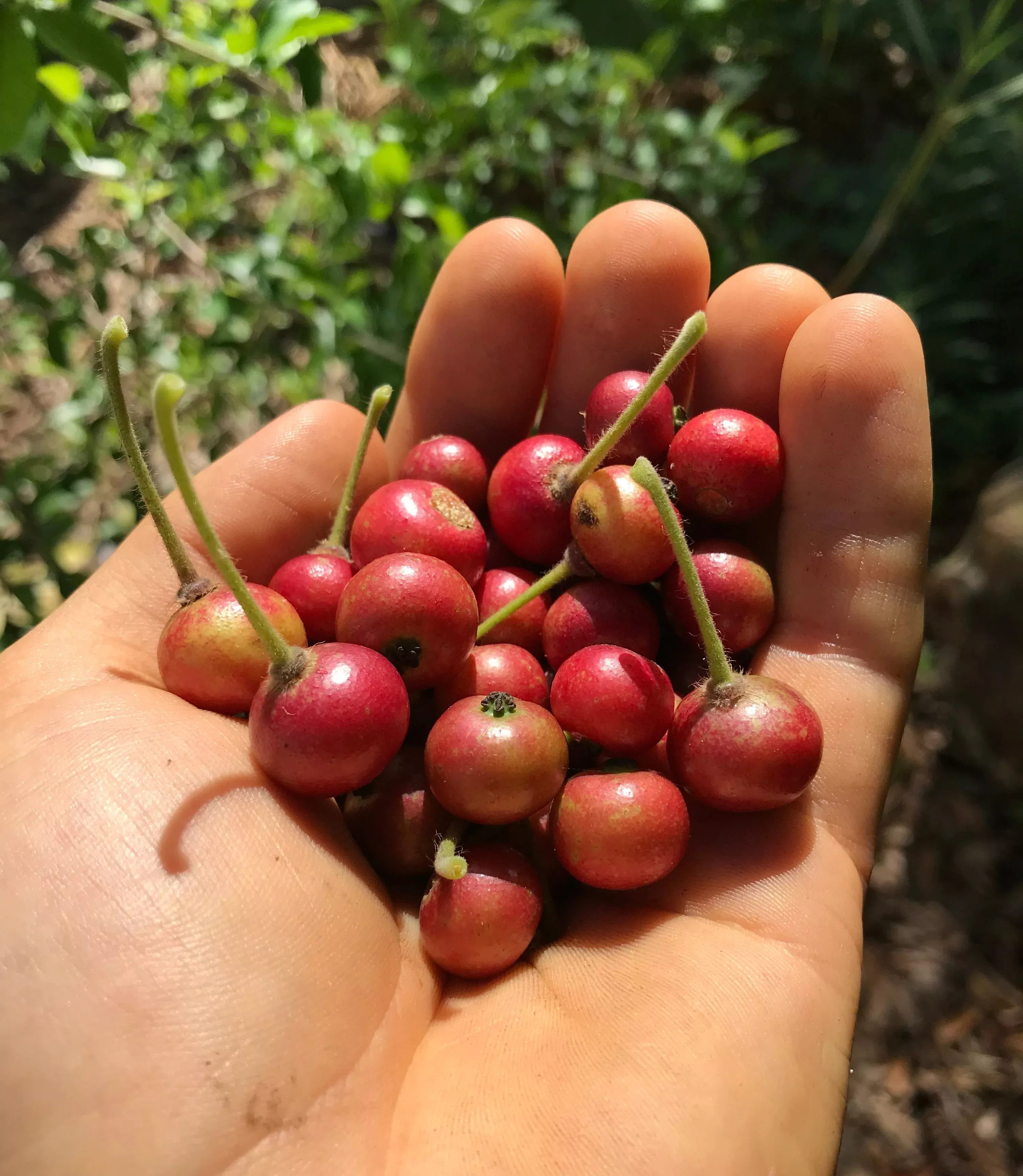 Strawberry Tree - red