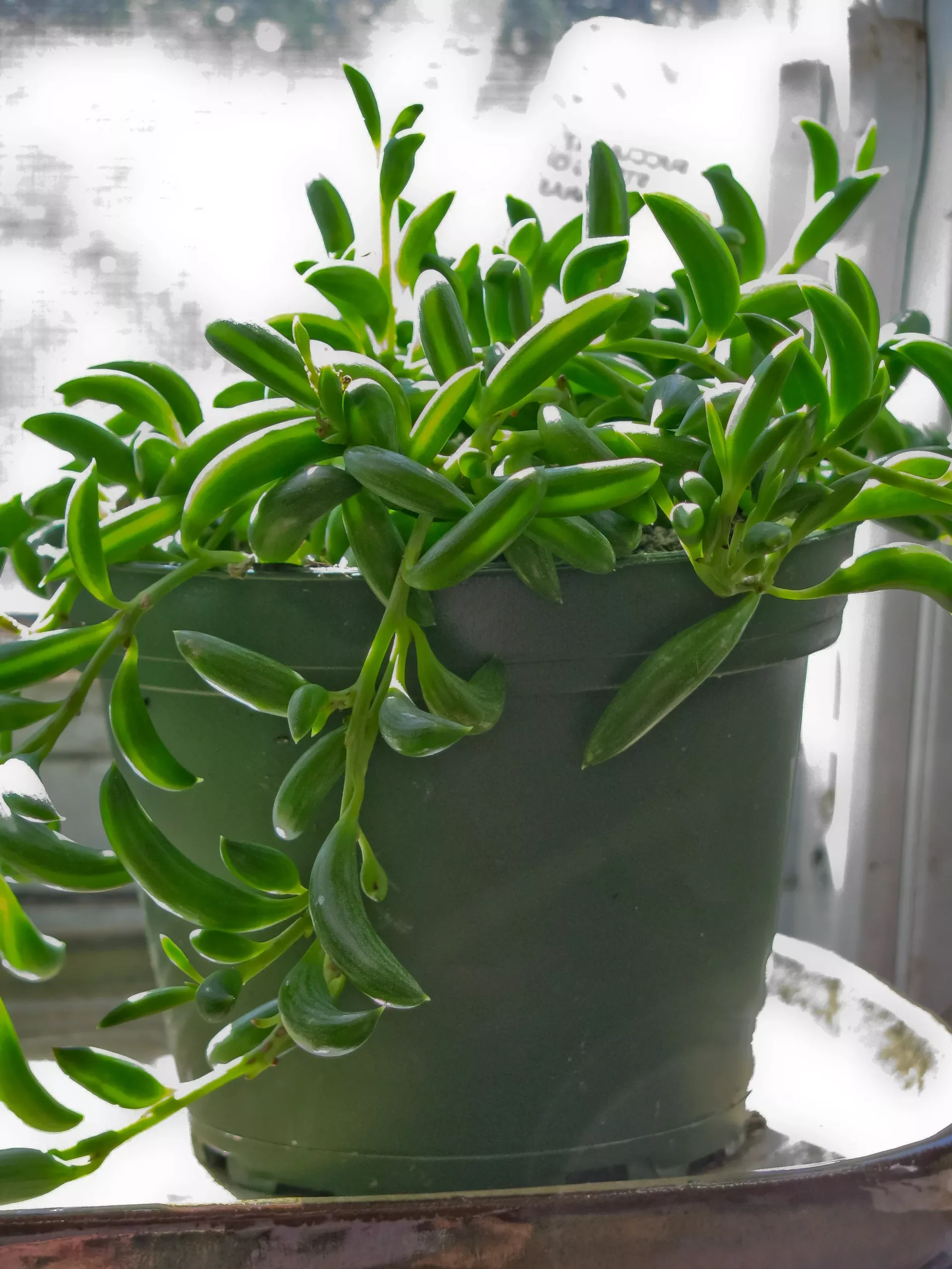 String of Bananas / Fishhooks