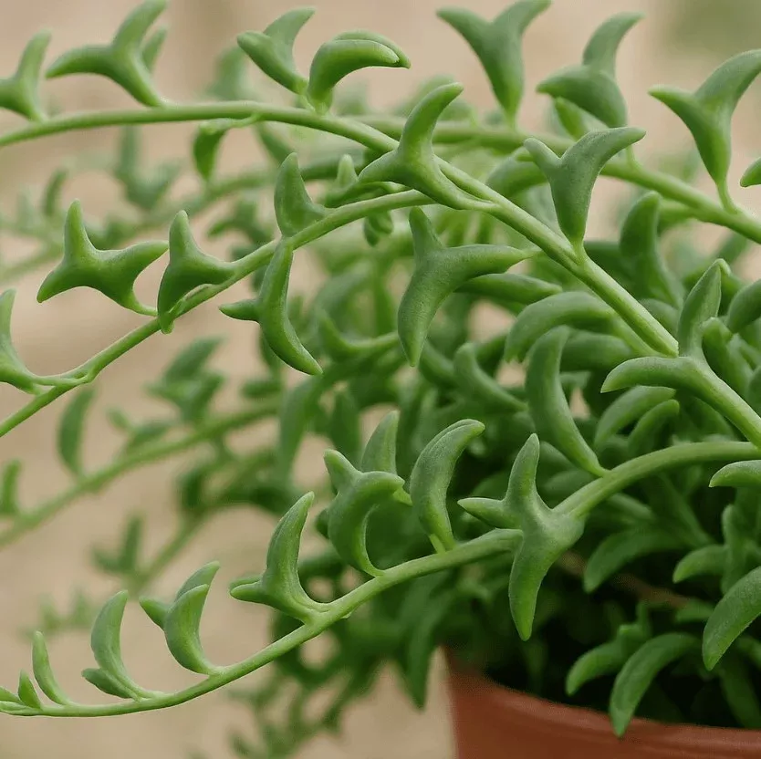 String of Dolphins