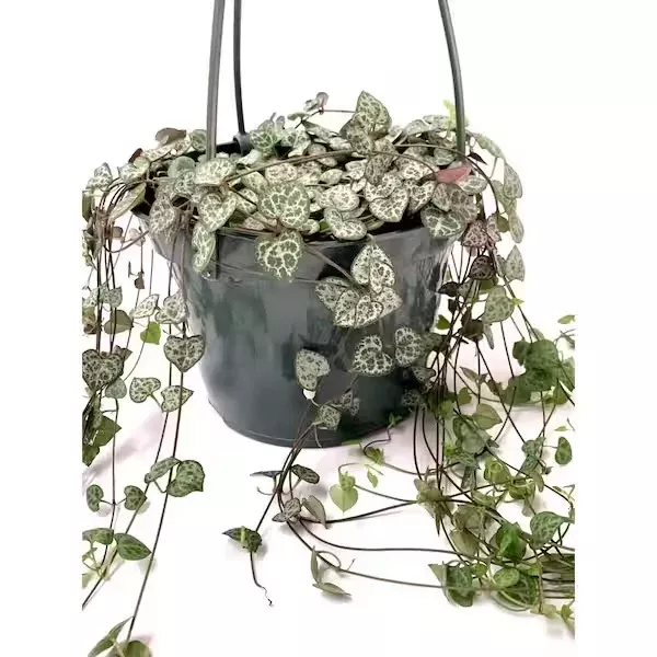 String of Hearts