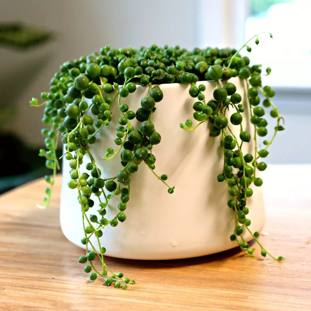 Strings of Pearls / Beans