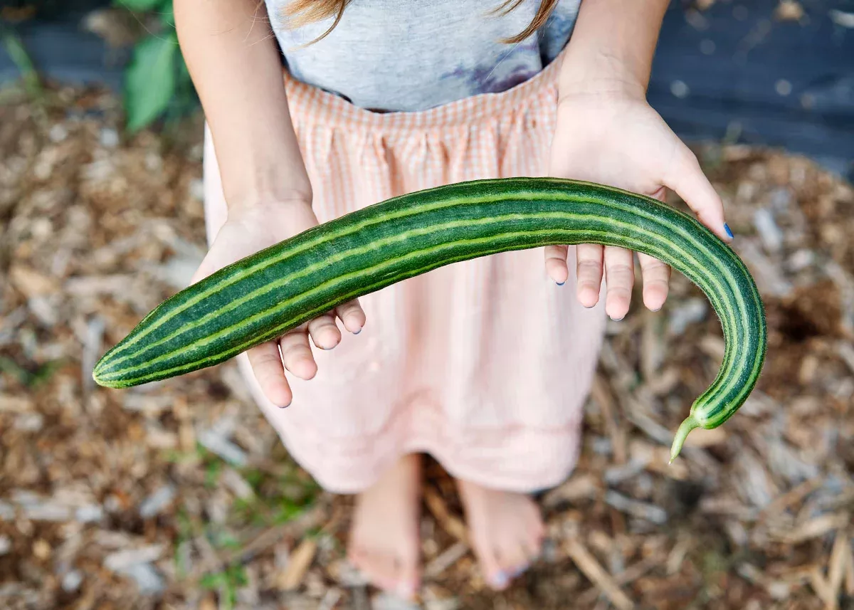 Striped Armenian - Organic Cucumber Seeds