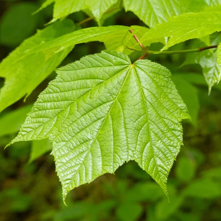 Striped Maple Seeds