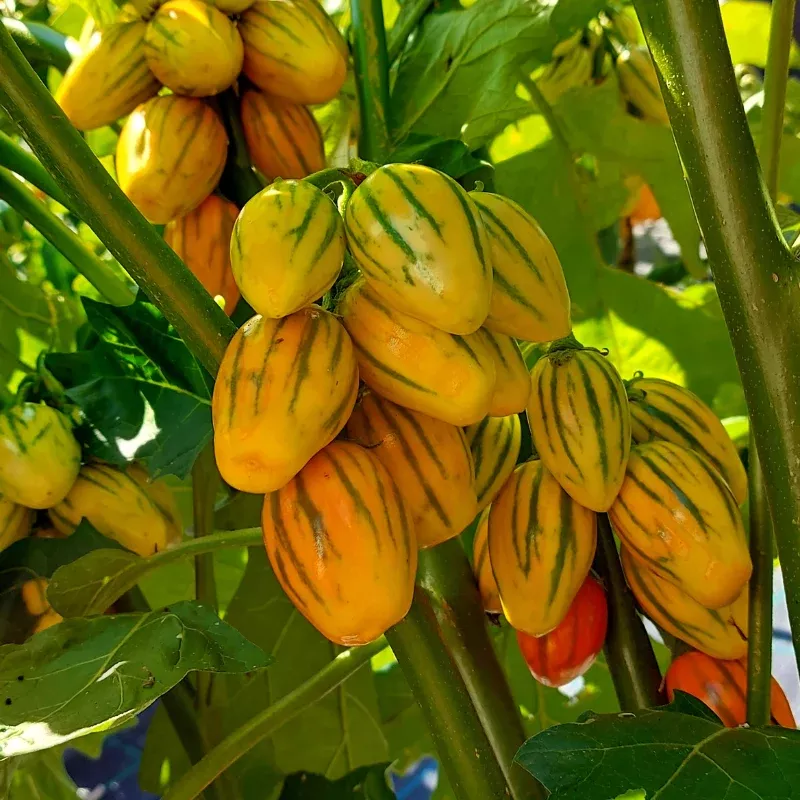Striped Togo Eggplant Organic Seeds (Solanum aethiopicum) – Striped fruits with robust flavor, also known as Togo Stripe or Garden Egg