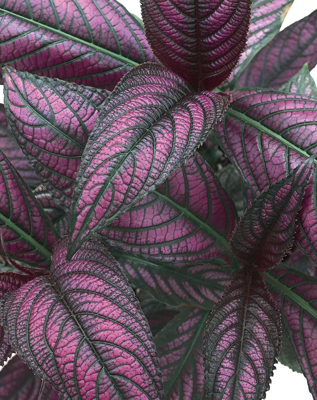 Strobilanthes dyerianus 'Proven Accents Persian Shield'