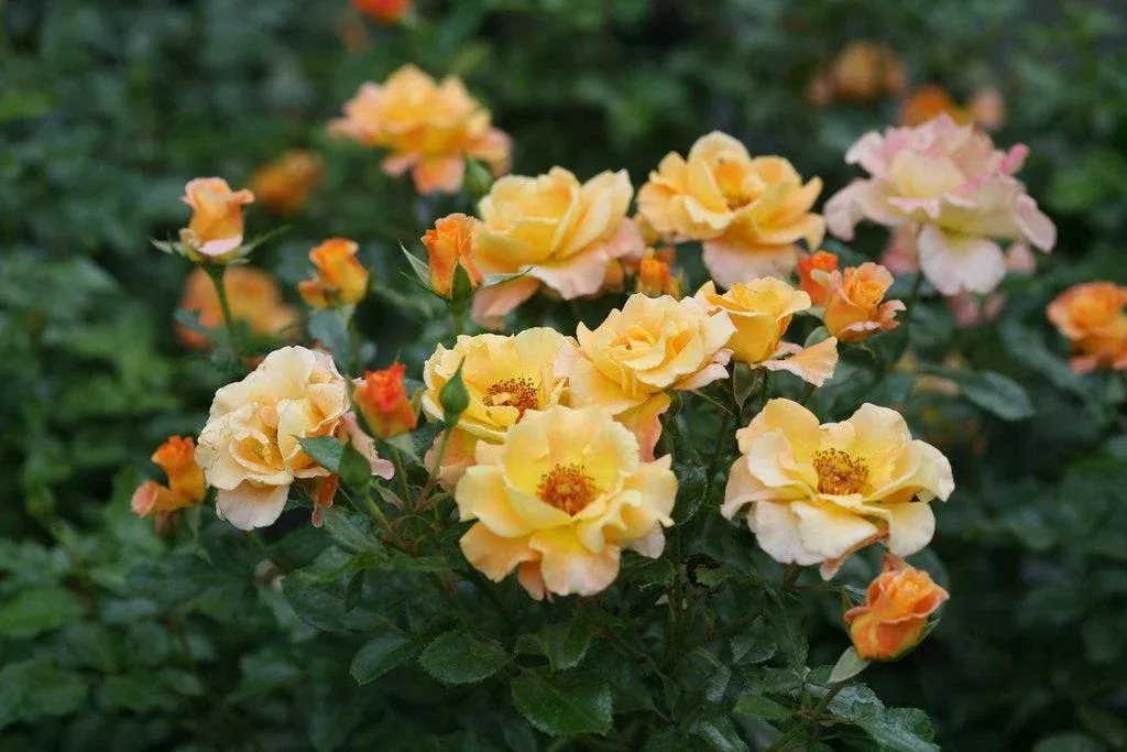 Suñorita Landscape Rose