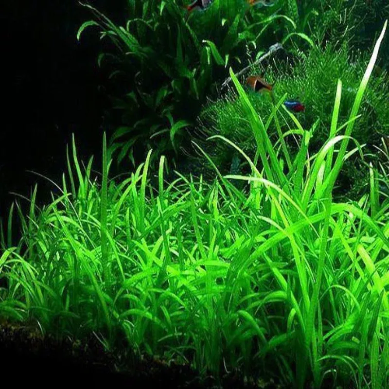 Subulata Narrow Leaf – Hardy Aquatic Plant for Freshwater Aquariums