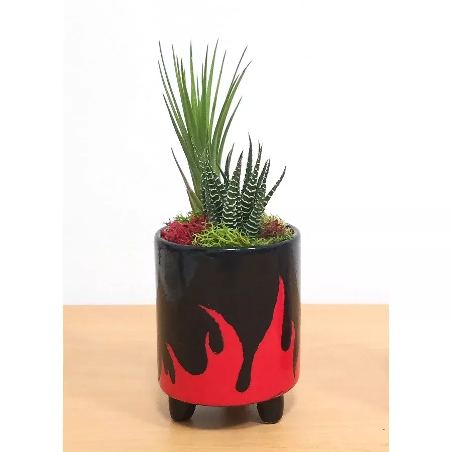 Succulent in Blazing Love Vase