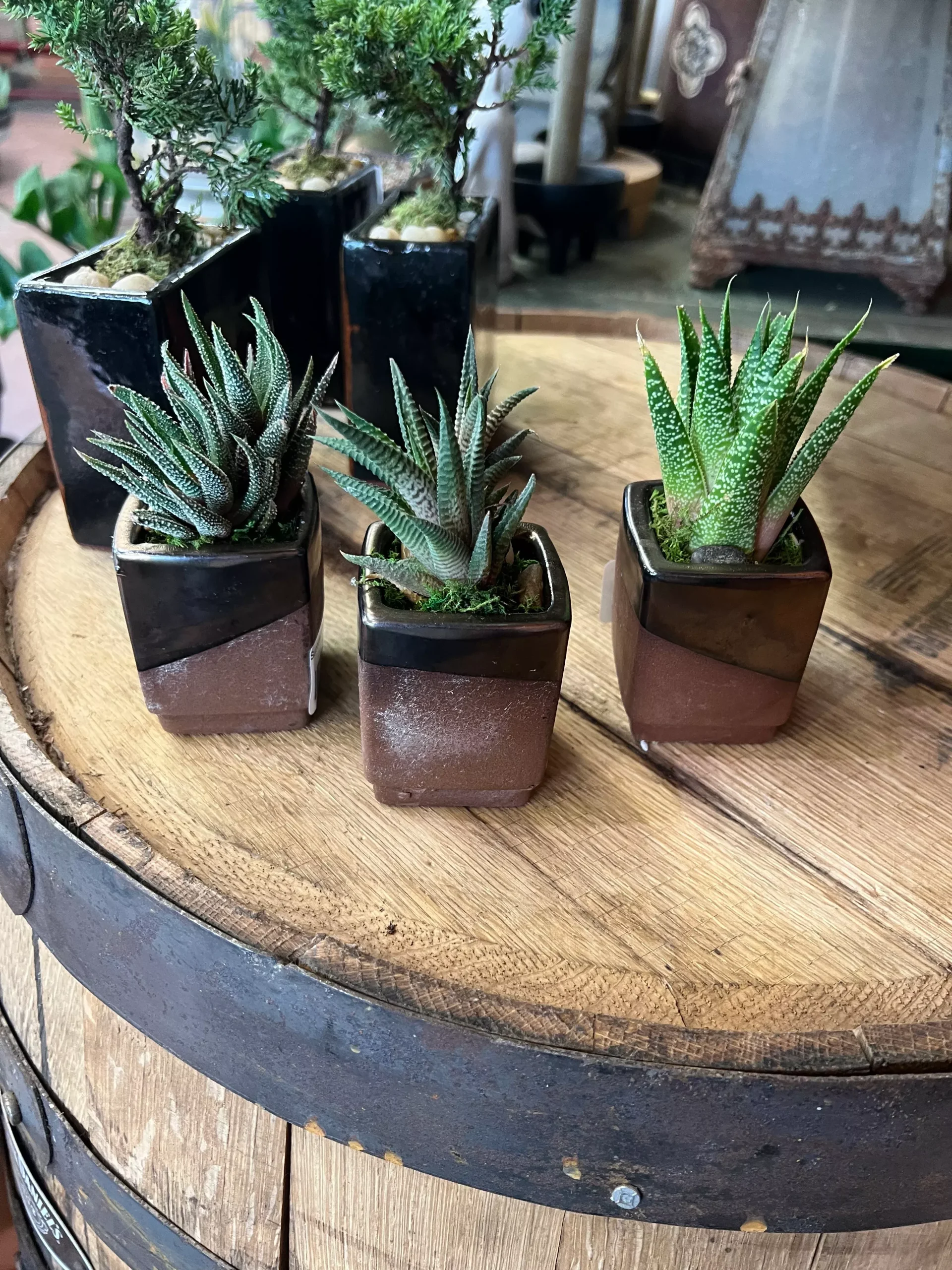 Succulent in Bronze Pedestal