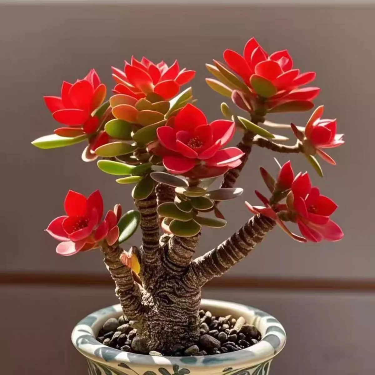 Succulent Money Tree Bonsai – Red
