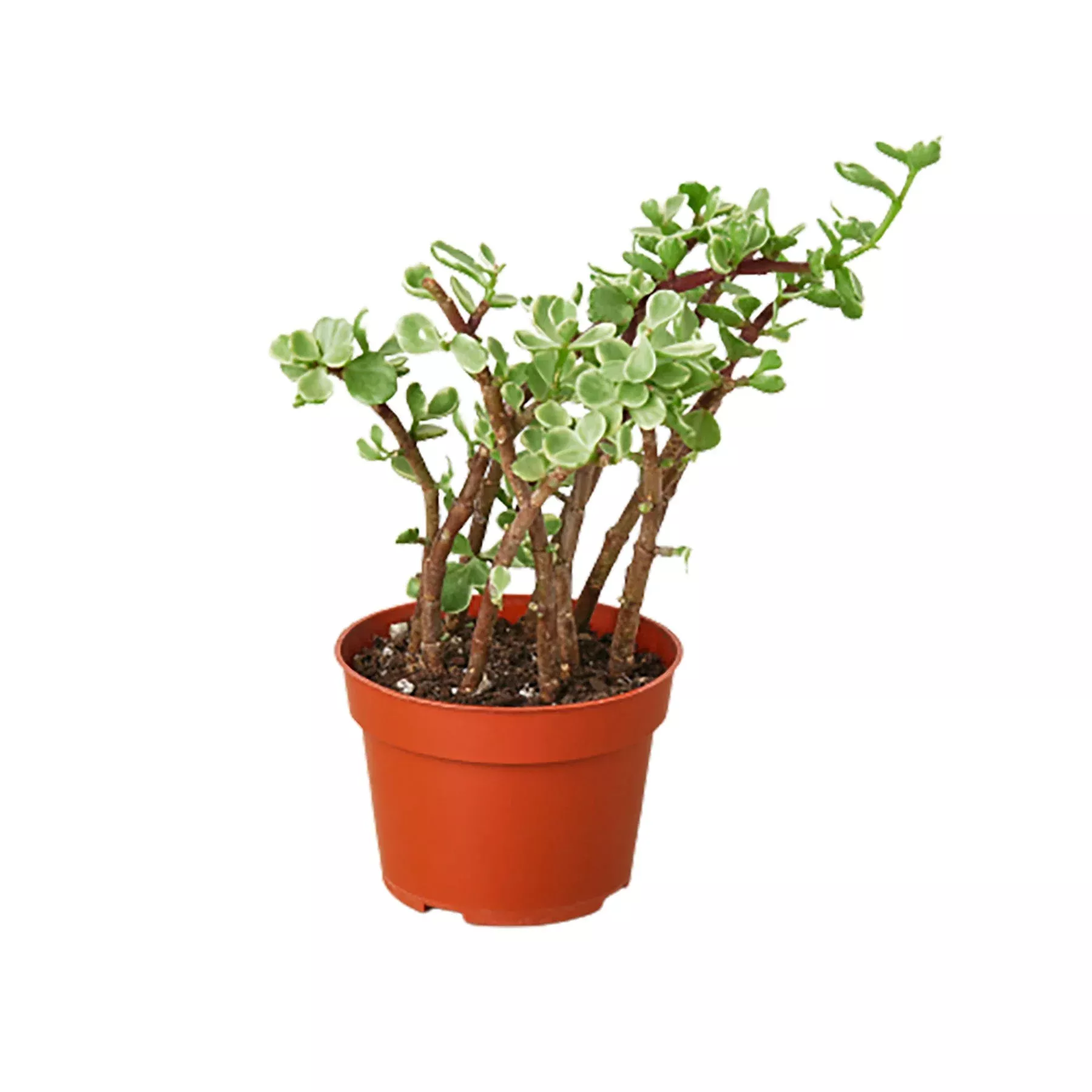 Succulent 'Rainbow Elephant Bush'