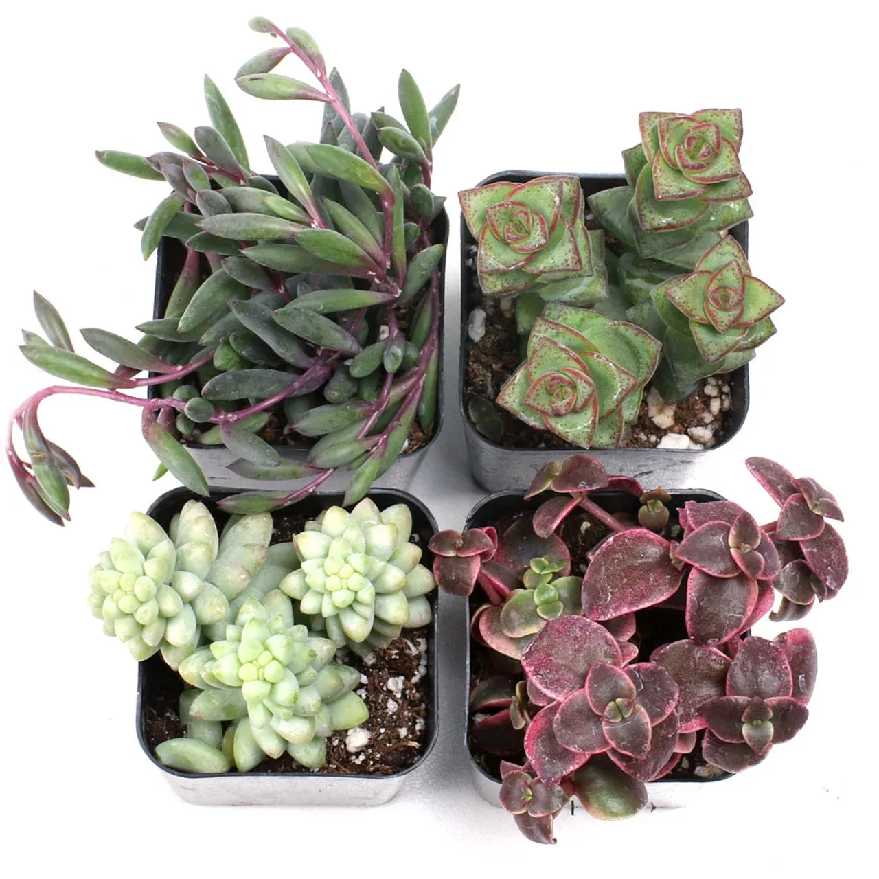 Succulent Trailing Assortment
