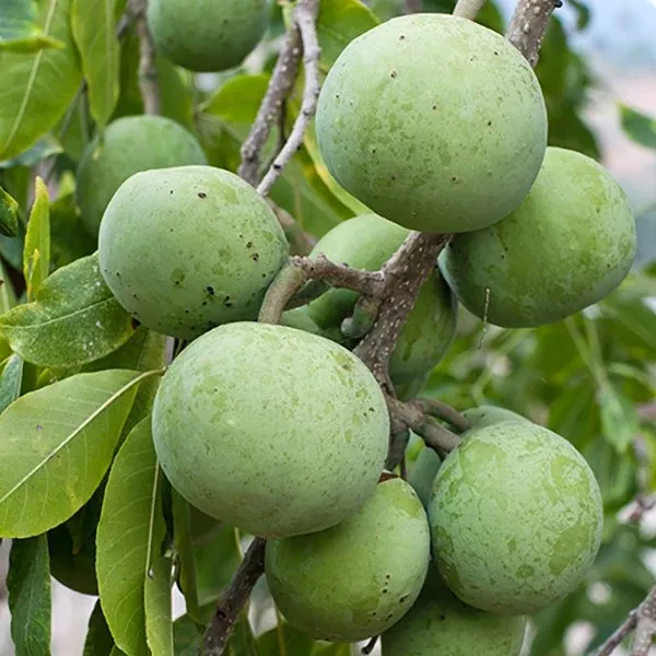 Suebelle Sapodilla