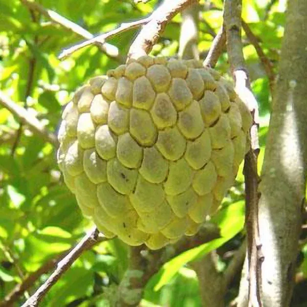 Sugar Apple Annona