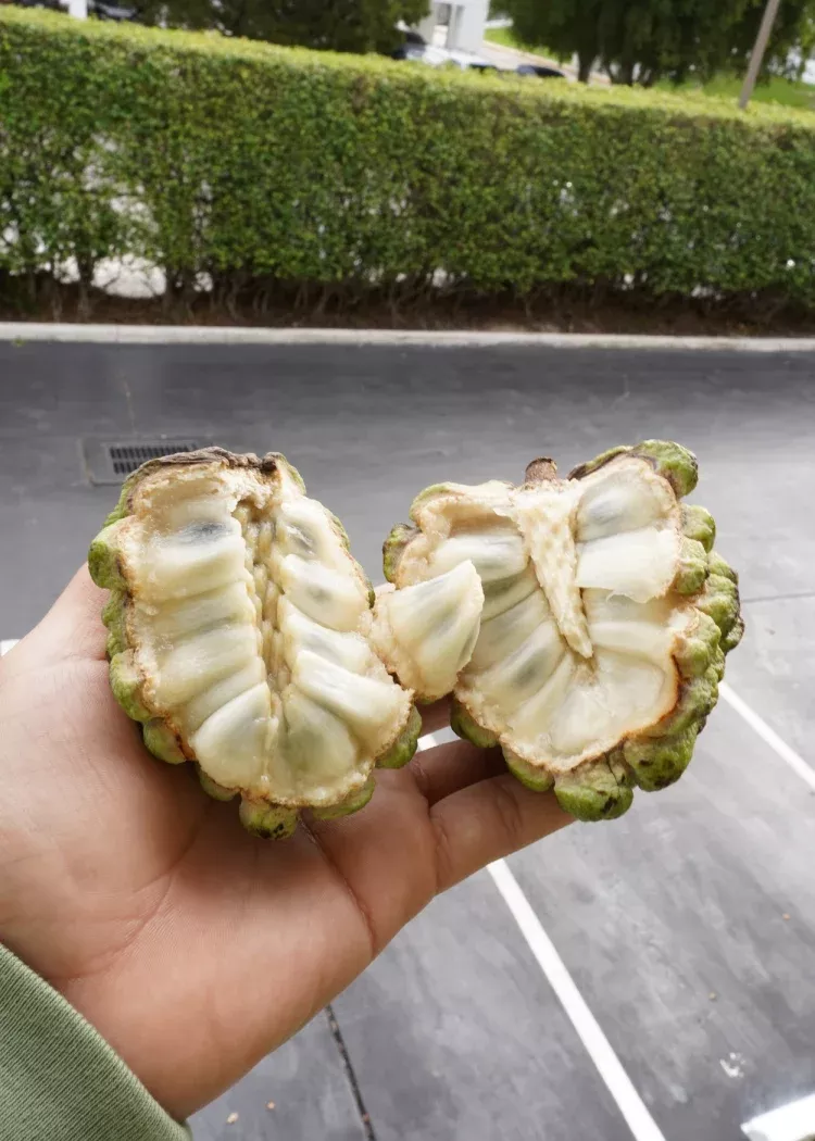 Sugar Apple Tree