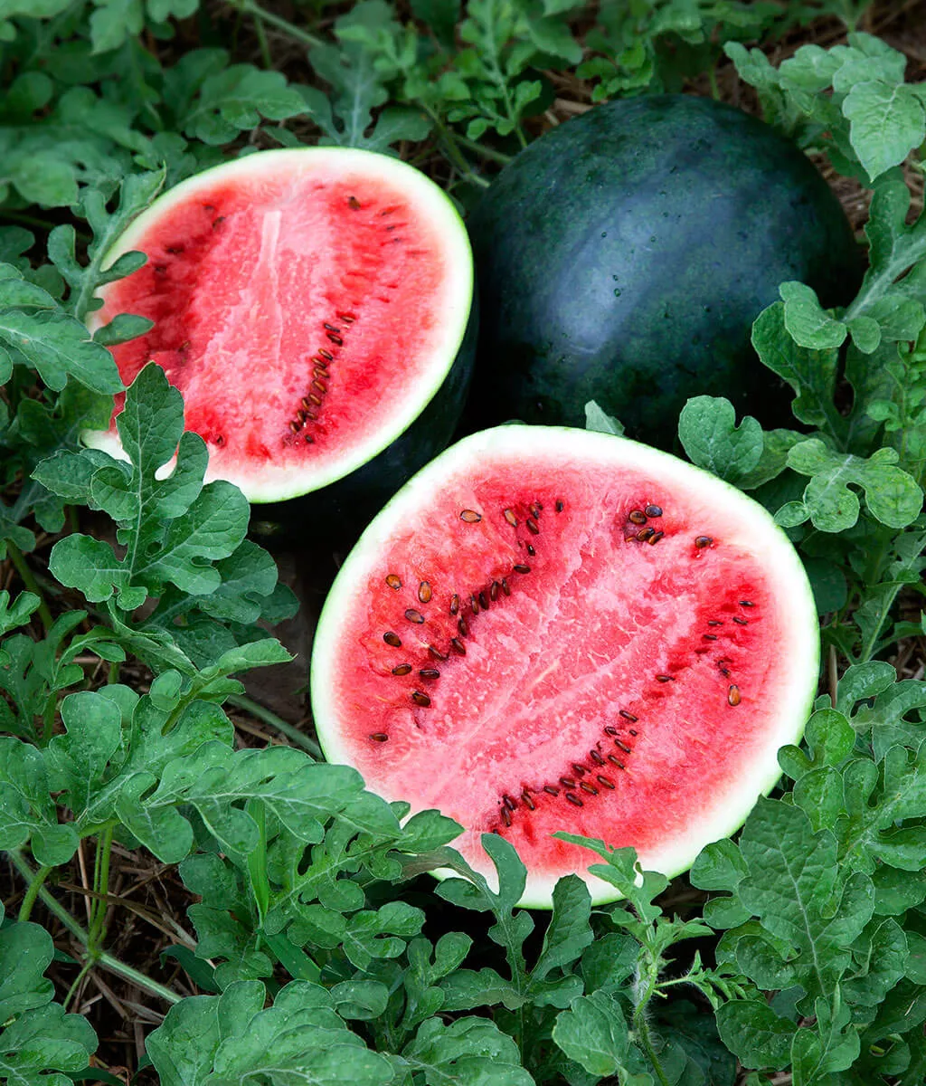 Sugar Baby Watermelon- 4" pot