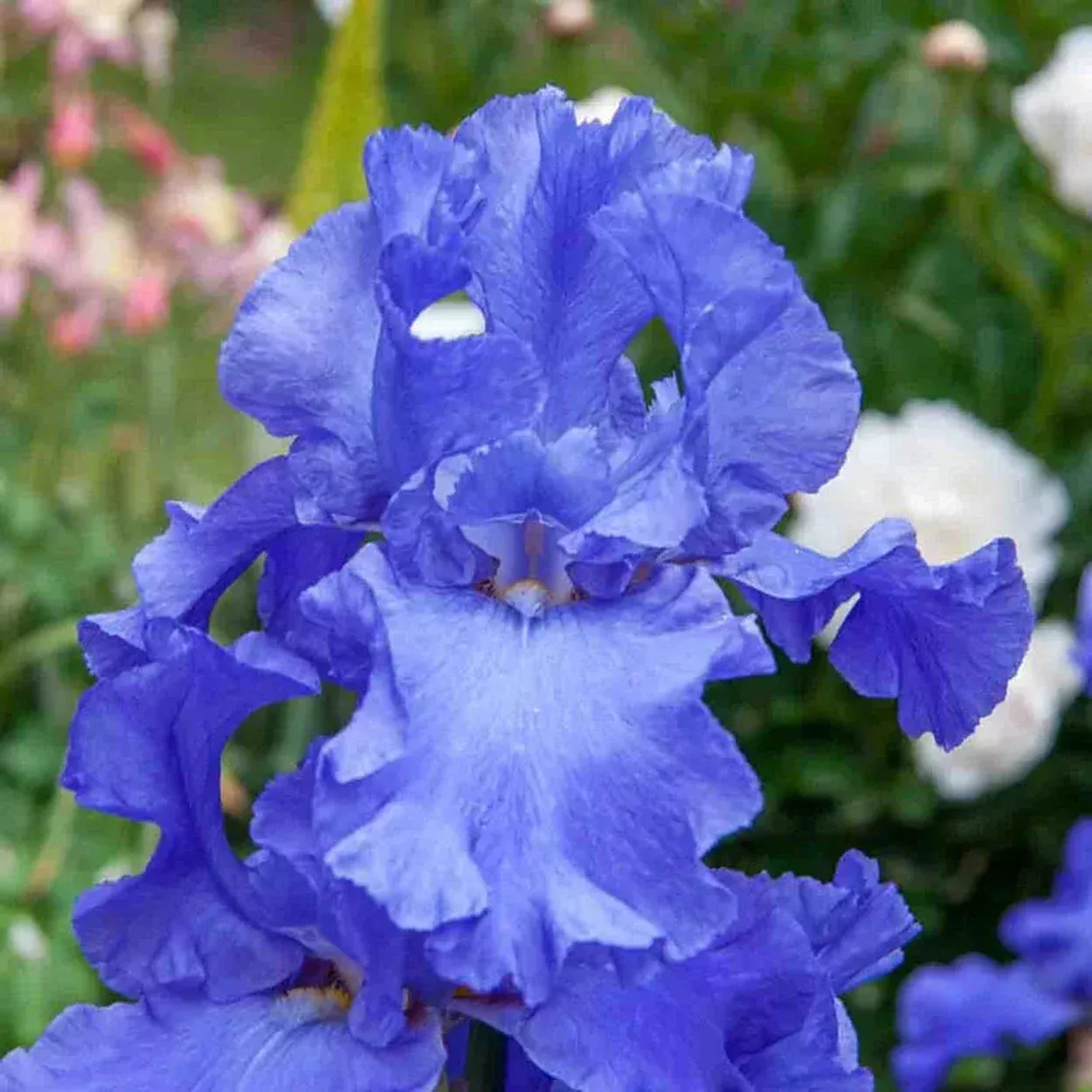 Sugar Blues Reblooming Bearded Iris