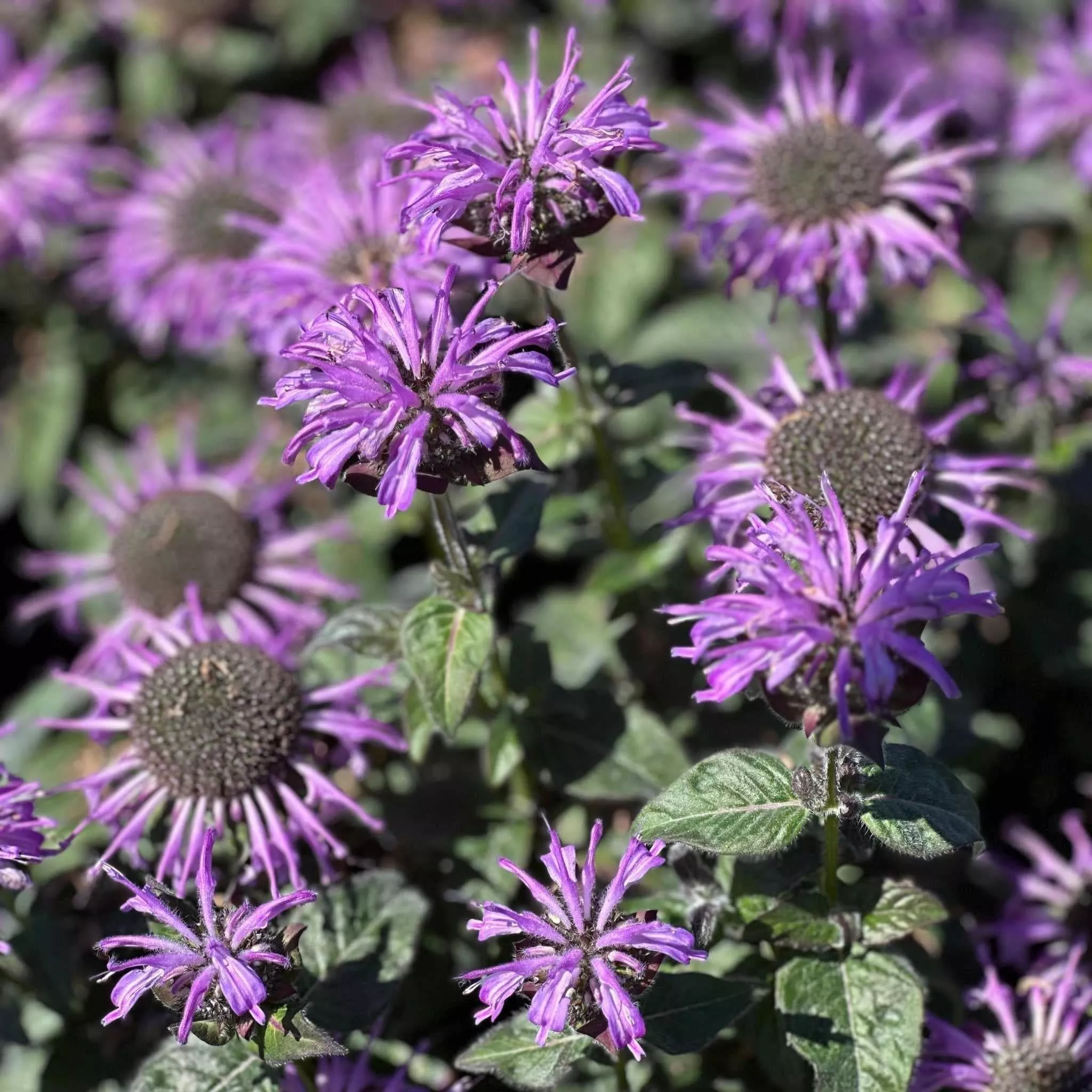 Sugar Buzz Blue Moon Bee Balm