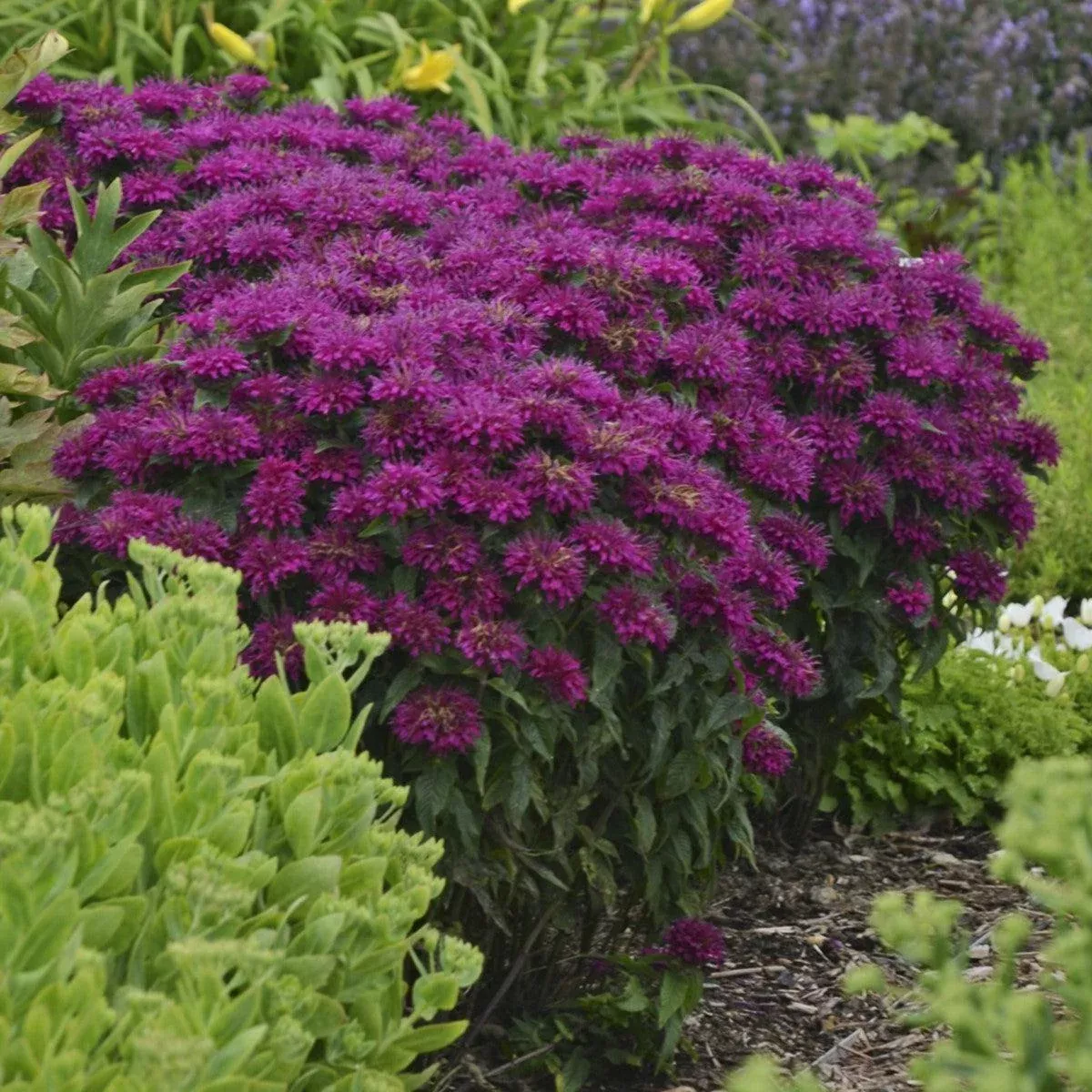 Sugar Buzz Grape Gumball Bee Balm