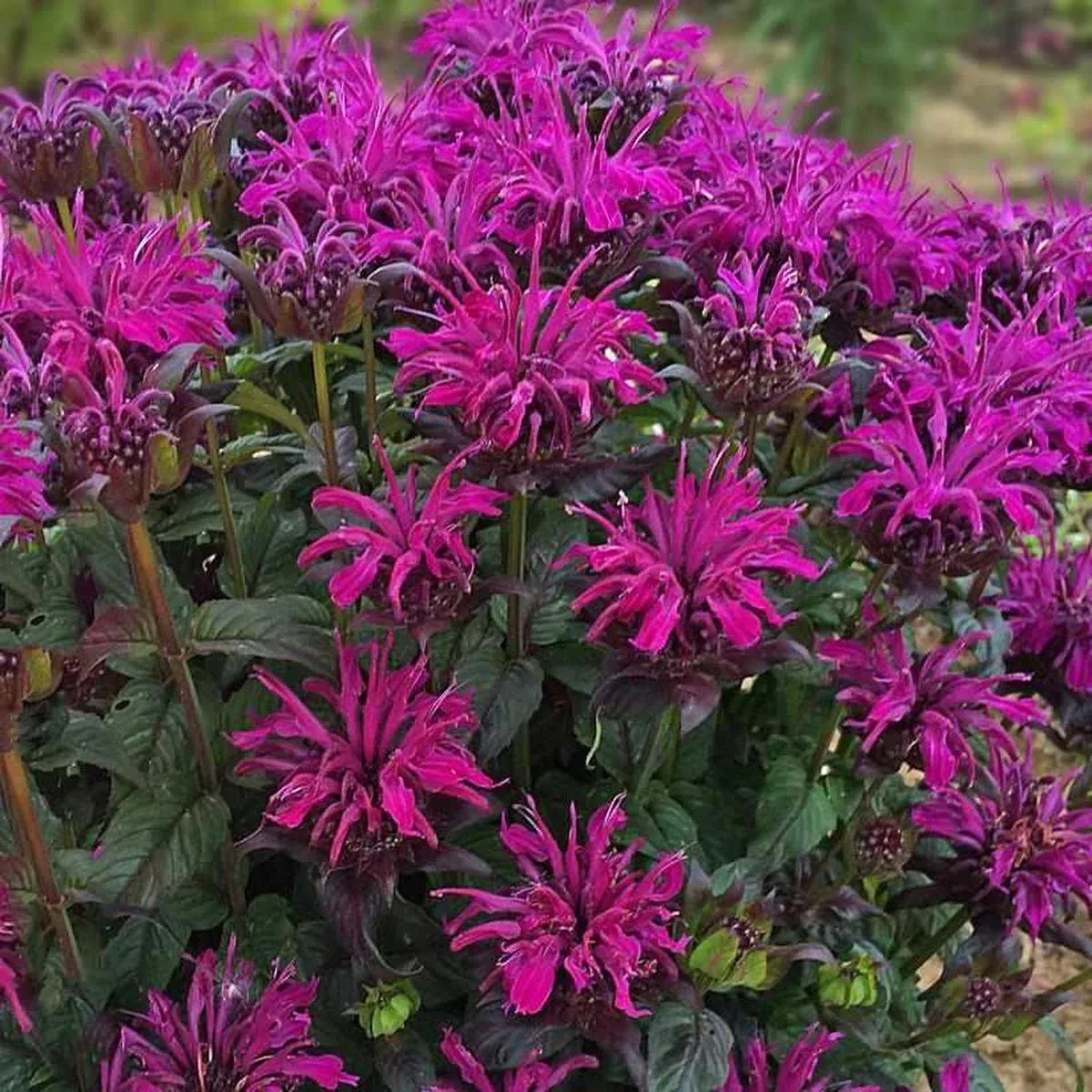 Sugar Buzz Rockin' Raspberry Bee Balm