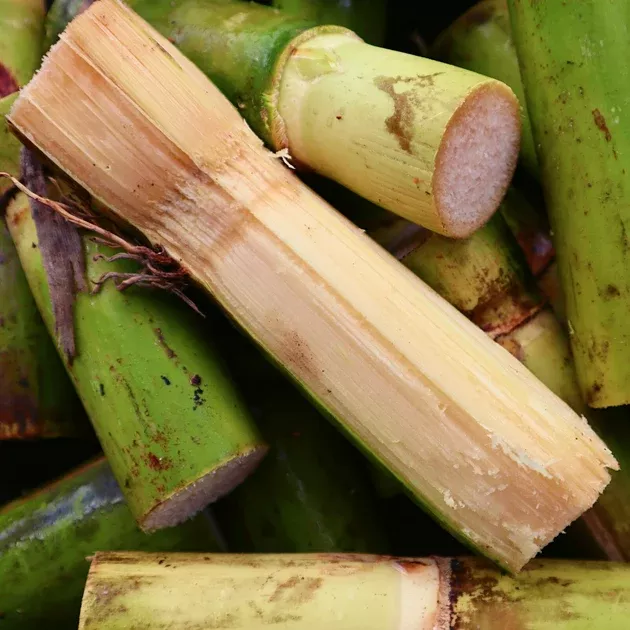 Sugar Cane