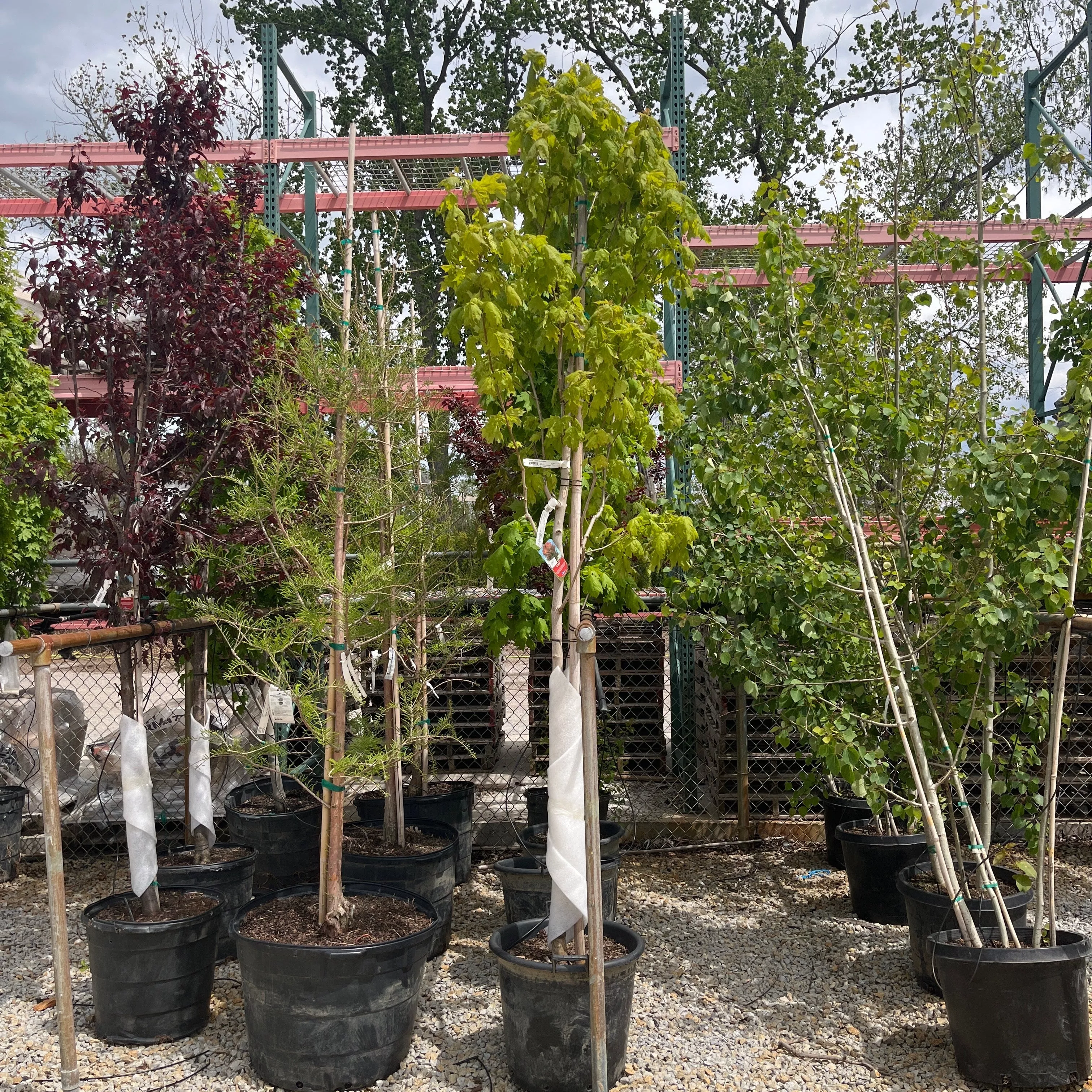 Sugar Maple - Acer saccharum - 15 Gallon Potted Tree
