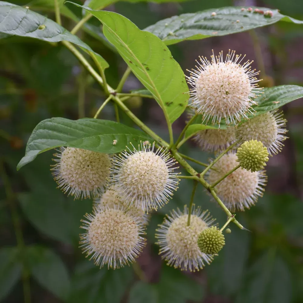 Sugar Shack Button Bush