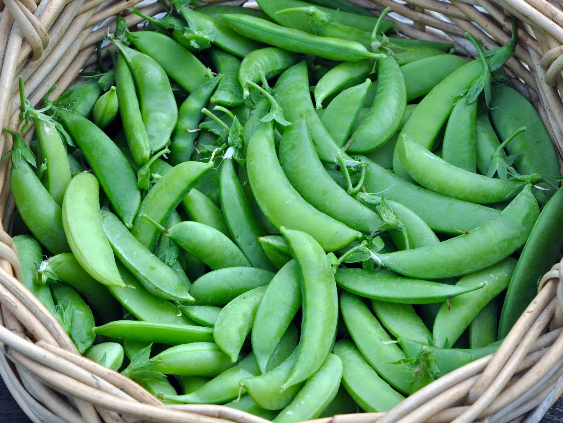 Sugar Snap Organic Pea Seeds