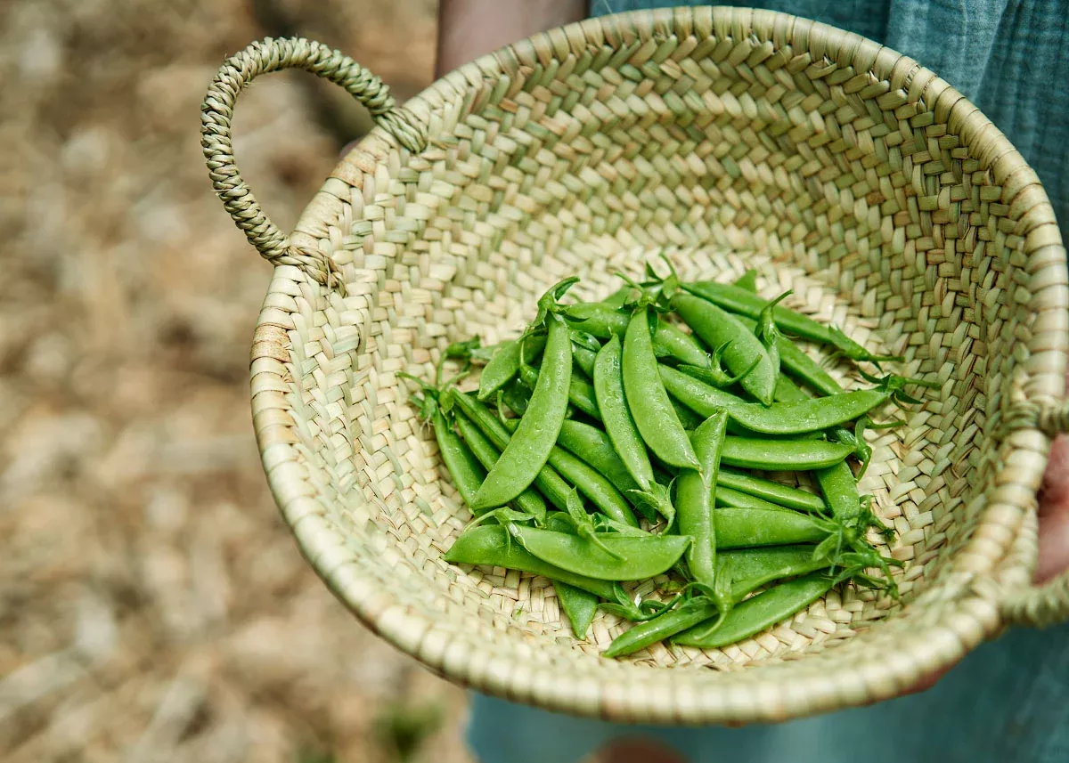 Sugar Snap - Pea Seeds