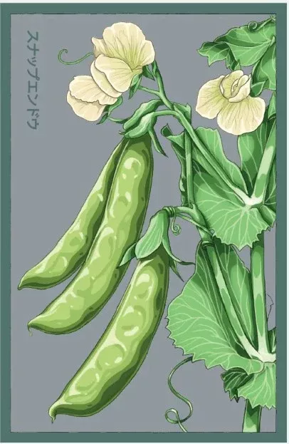 Sugar Snap Pea Vegetable Seeds Packet