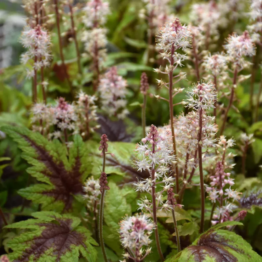 Sugar & Spice Foamflower