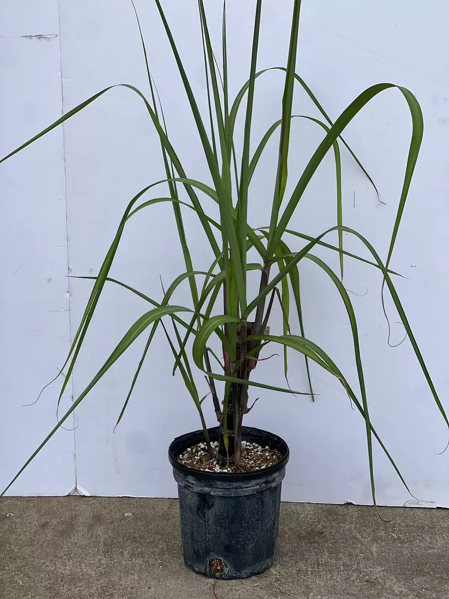 Sugarcane 1 Gallon Pot (3 Varieties)