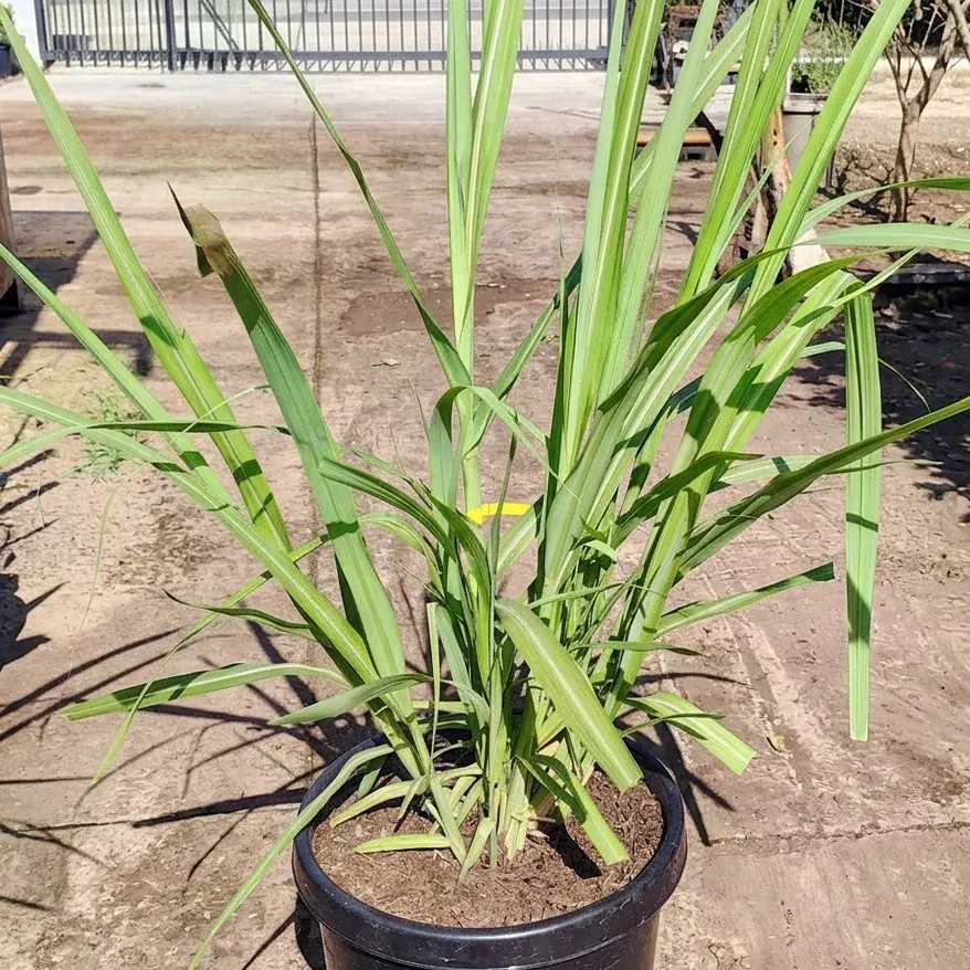 Sugarcane Plant