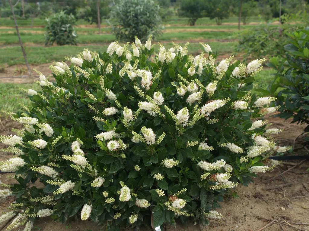 Sugartina Crystalina Summersweet