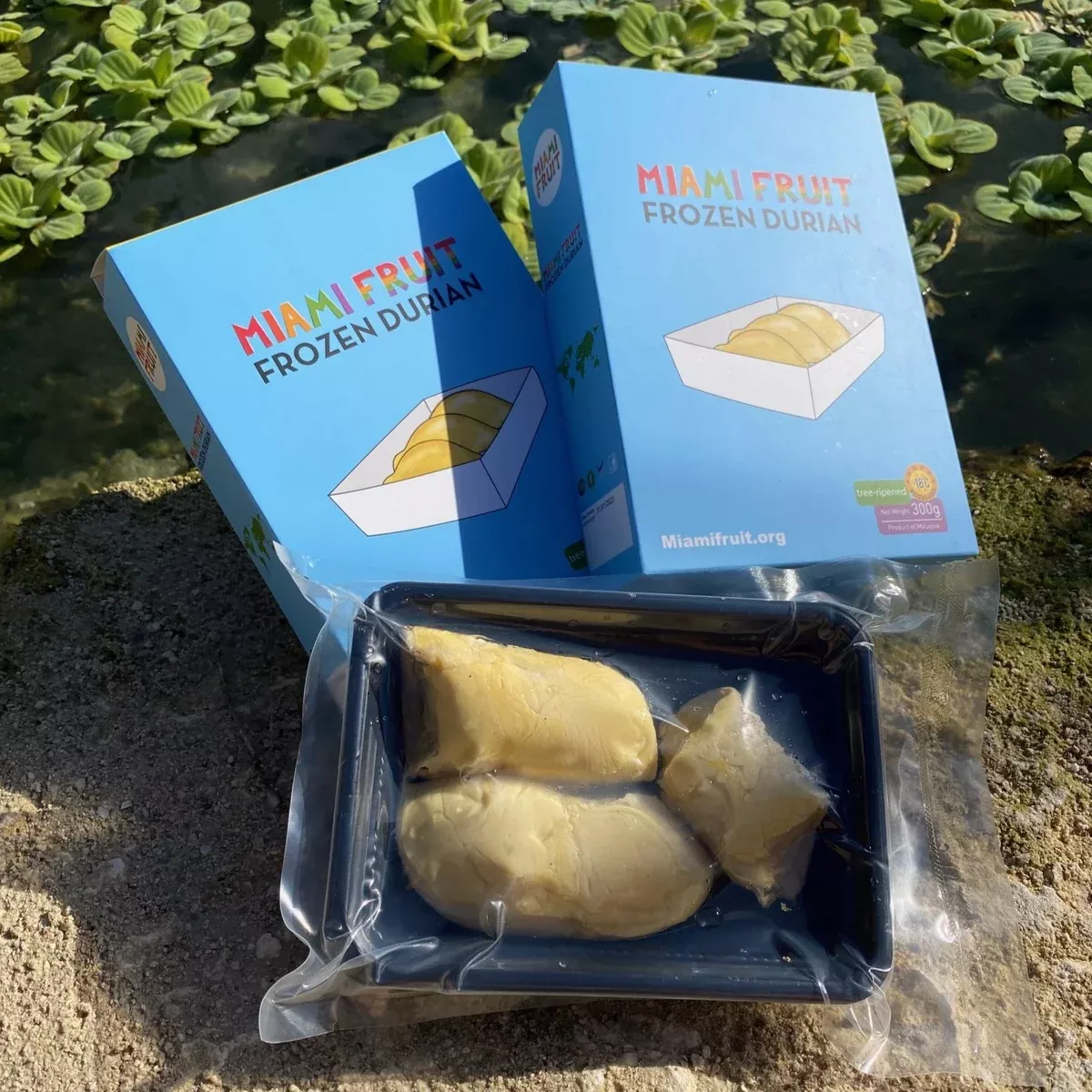 Sultan King (D24) Durian Trays *Pre-Order*